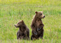 Bears, Lake Clark, AK